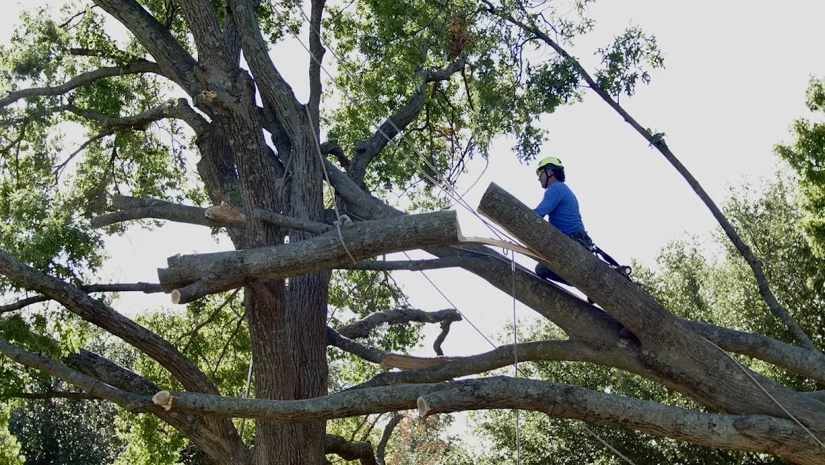 Professional Crown Thinning performed by certified arborists in North Star